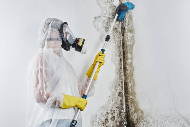 Best Black Mold Removal  in South Rosemary, NC